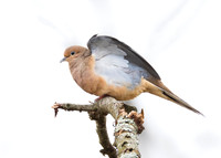 Mourning Dove, Zenaida macroura, Adams County, Ohio, March 1, 2019