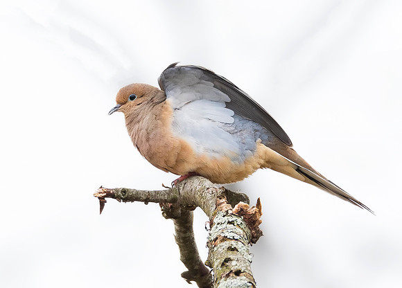 Mourning Dove, Zenaida macroura, Adams County, Ohio, March 1, 2019