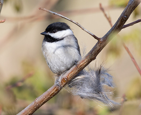 Carolina Chickadee, Poecile carolinensis, with rabbit fur for nest, Scioto County, Ohio, May 2, 2020