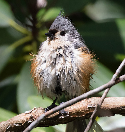Tufted Titmouse, Baeopholus bicolor, after bath, Fayette County, West Virginia, May 1, 2016
