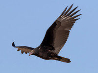 Turkey Vulture, Cathartes aura, Auglaize County, Ohio, October 11, 2015 (12)