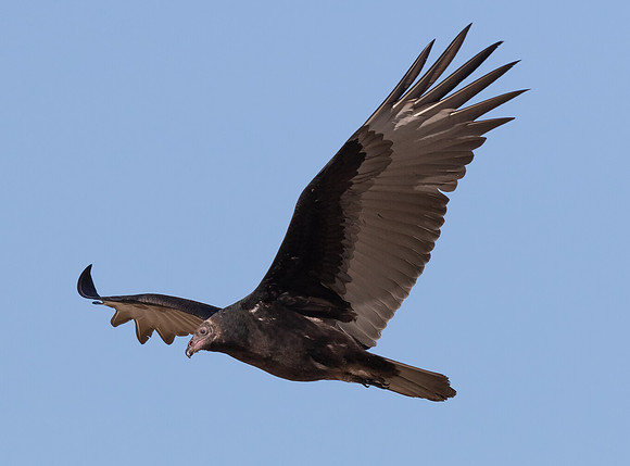 Turkey Vulture, Cathartes aura, Auglaize County, Ohio, October 11, 2015 (12)