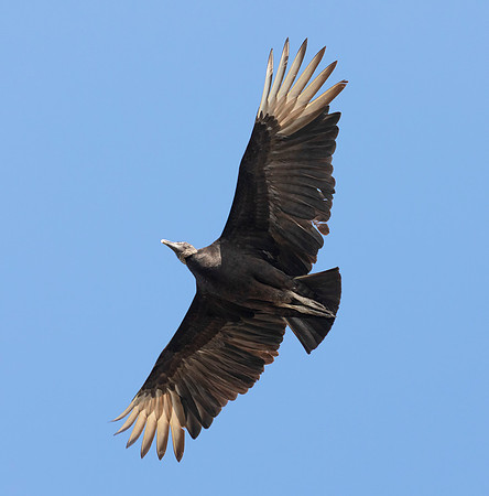 Black Vulture, Coragyps atratus, Orlando, Florida, March 1, 2017 (2)