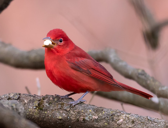Summer Tanager, Piranga rubra, Franklin County, Ohio, January 9, 2021