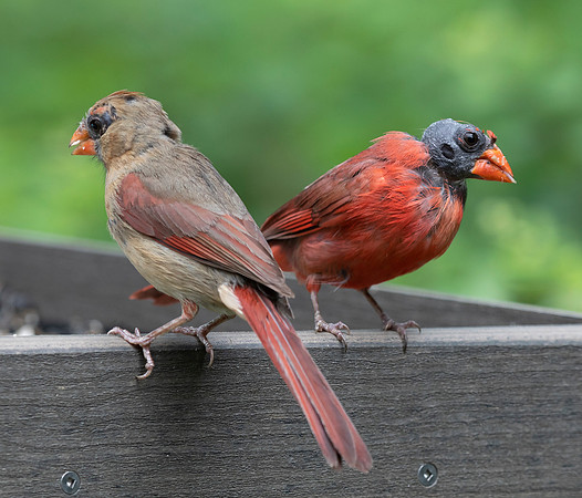 Northern Cardinal, Cardinalis cardinalis, feather mites, Franklin County, Ohio, June 24, 2020 (3)