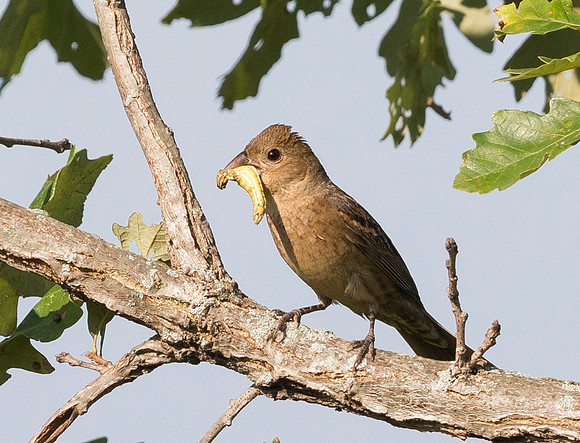 Blue Grosbeak, Passerina caerulea, female. Daughmer Savanna, Crawford County, Ohio. August 20, 2019