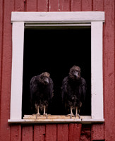 Black Vulture, Coragyps atratus, Highland County, Ohio, July 17, 2021 (9) copy