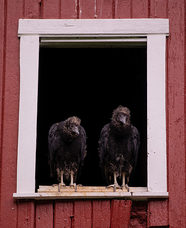 Black Vulture, Coragyps atratus, Highland County, Ohio, July 17, 2021 (9) copy