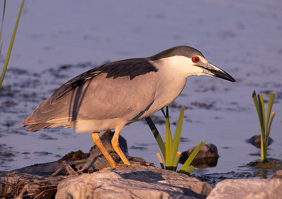Black-crowned Night-Heron, Nycticorax nycticorax, Lucas County, Ohio, May 7, 2021