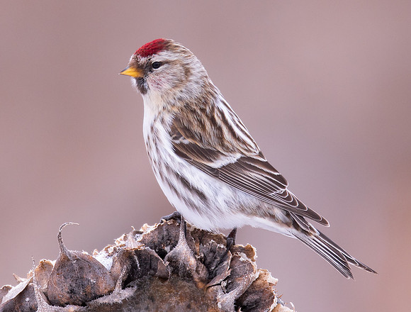 Common Redpoll, Acanthis flammea, Geauga County, Ohio, February 14, 2021