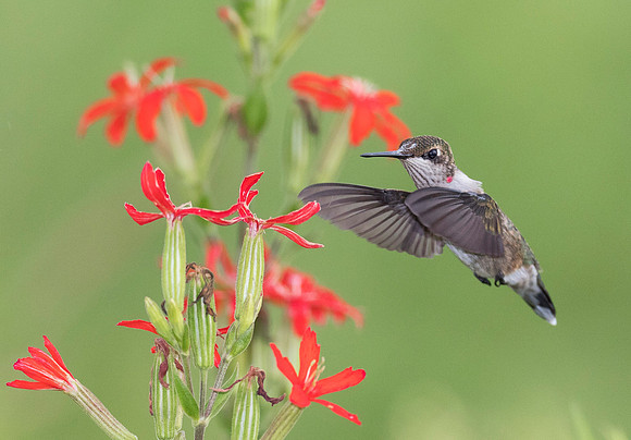 Ruby-throated Hummingbird, Archilochus colubris, Montgomery County, Ohio, July 20, 2017