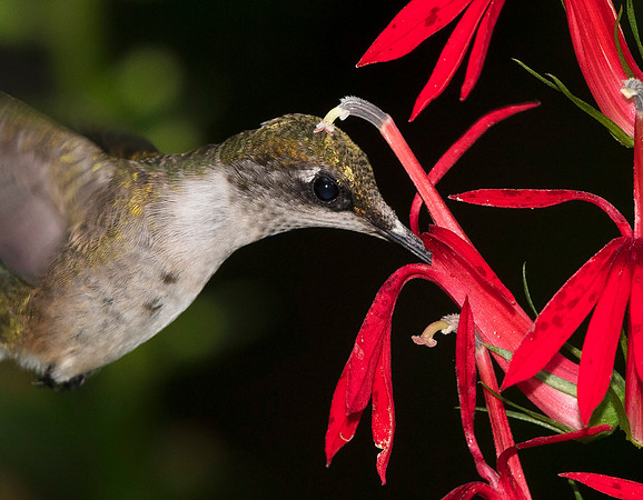 Ruby-throated Hummingbird, Archilochus colubris, Scioto County, Ohio, August 1, 2019