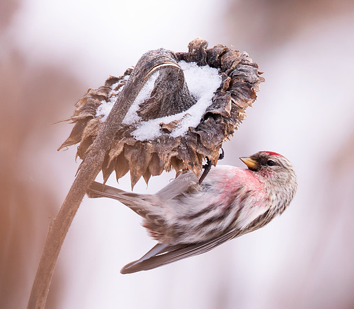 Common Redpoll, Acanthis flammea, Geauga County, Ohio, February 14, 2021 (3)
