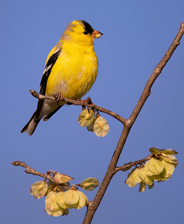 American Goldfinch, Spinus tristis, eating American Elm seeds, Delaware County, Ohio, April 26, 2021 (6)