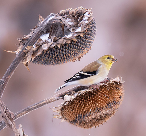 American Goldfinch, Spinus tristis, Geauga County, Ohio, February 14, 2021