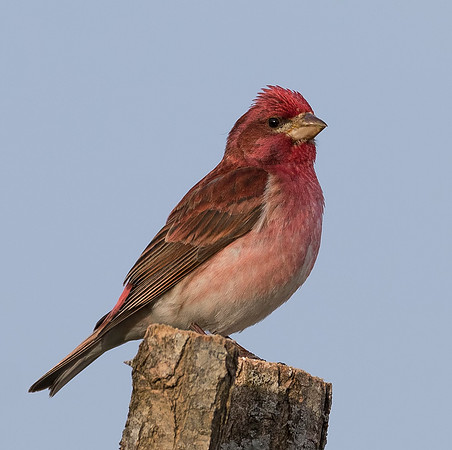 Purple Finch, Haemorhous purpurea, Adams County, Ohio, March 23, 2019