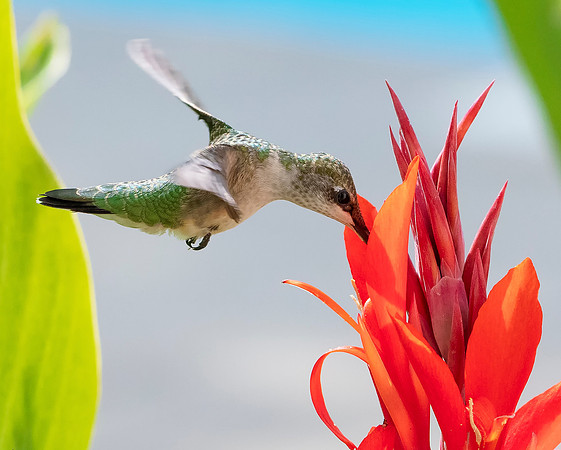 Ruby-throated Hummingbird, Archilochus colubris, Franklin County, Ohio, August 16, 2020