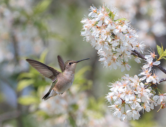 Ruby-throated Hummingbird, Archilochus colubris, on Wild Plum, Ottawa County, Ohio, May 18, 2019