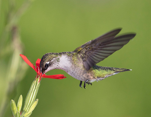 Ruby-throated Hummingbird, Archilochus colubris, Montgomery County, Ohio, July 20, 2017 (2)