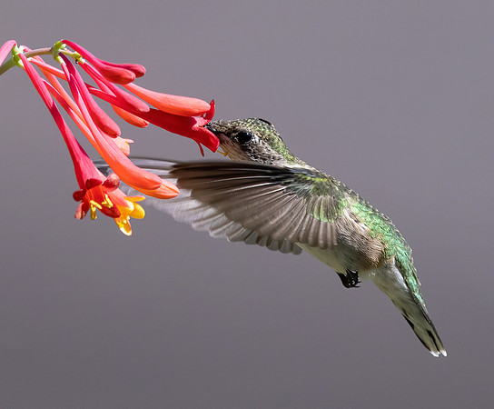 Ruby-throated Hummingbird, Archilochus colubris, Franklin County, Ohio, September 2, 2021 (8)