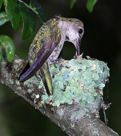 Ruby-throated Hummingbird, Archilochus colubris, Montgomery County, Ohio, August 2, 2017