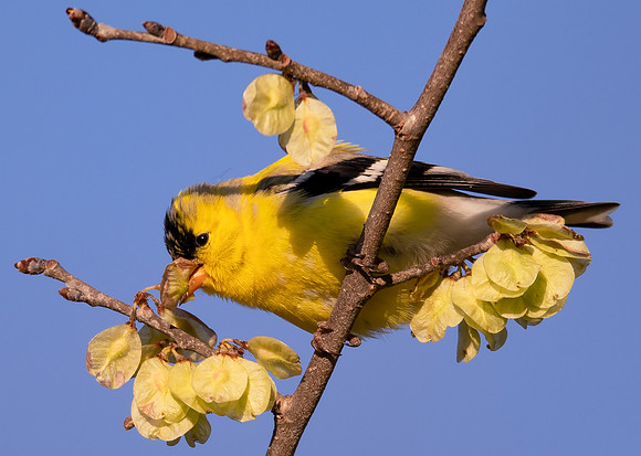 American Goldfinch, Spinus tristis, eating American Elm seeds, Delaware County, Ohio, April 26, 2021 (4)