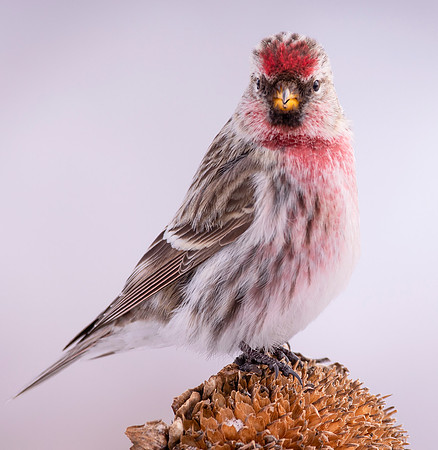 Common Redpoll, Acanthis flammea, Geauga County, Ohio, February 14, 2021 (4)