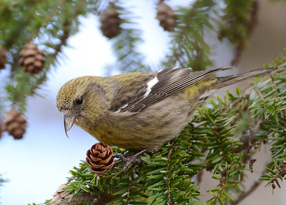 White-winged Crossbill, Lucas County, Ohio, February 18, 2012