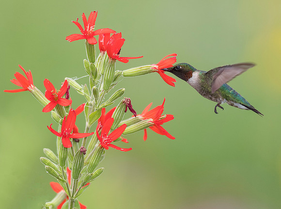 Ruby-throated Hummingbird, Archilochus colubris, Montgomery County, Ohio, July 20, 2017 (3)