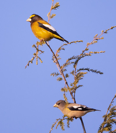Evening Grosbeak, Coccothraustes vespertinus, Ashland County, Ohio, November 28, 2020