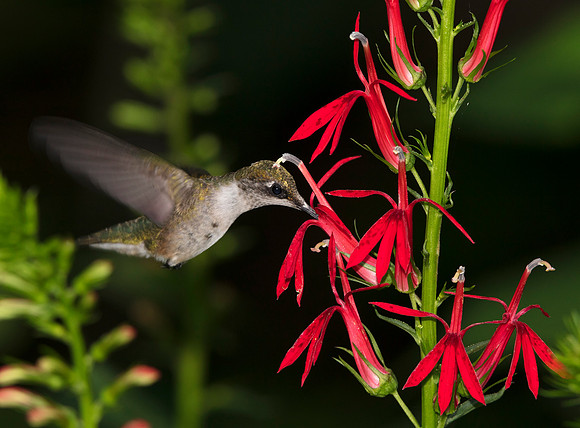 Ruby-throated Hummingbird, Archilochus colubris, Scioto County, Ohio, August 1, 2019 (2)