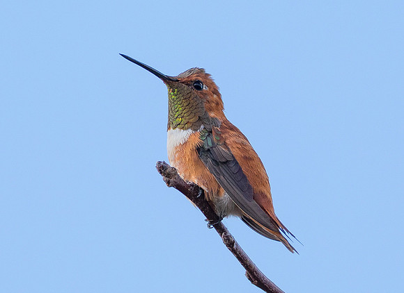 Rufous Hummingbird, Selasphorus rufus, Holmes County, Ohio, November 3, 2020