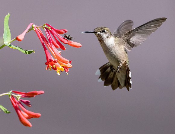 Ruby-throated Hummingbird, Archilochus colubris, Franklin County, Ohio, September 2, 2021 (14) copy