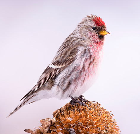 Common Redpoll, Acanthis flammea, Geauga County, Ohio, February 14, 2021 (2)