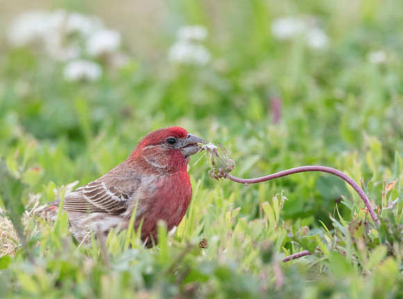 House  Finch, Haemorhous mexicanus