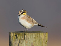 Horned Lark, Eremophila alpestris (2)