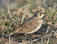 Horned Lark, Eremophila alpestris (4)