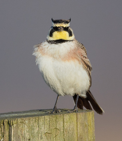 Horned Lark, Eremophila alpestris