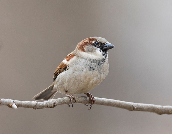 House Sparrow, Passer domesticus