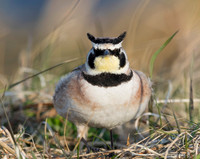 Horned Lark, Eremophila alpestris (3)
