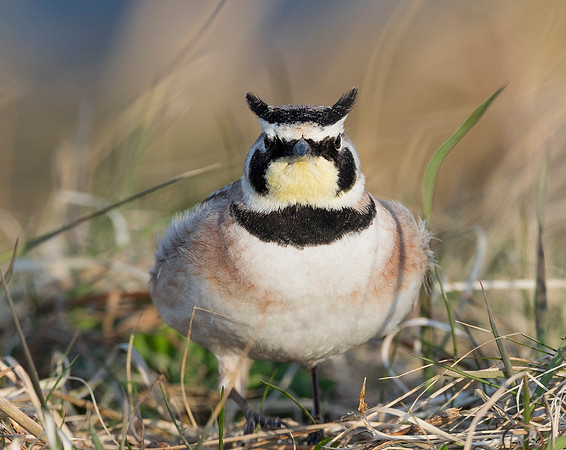 Horned Lark, Eremophila alpestris (3)