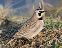 Horned Lark, Eremophila alpestris (5)
