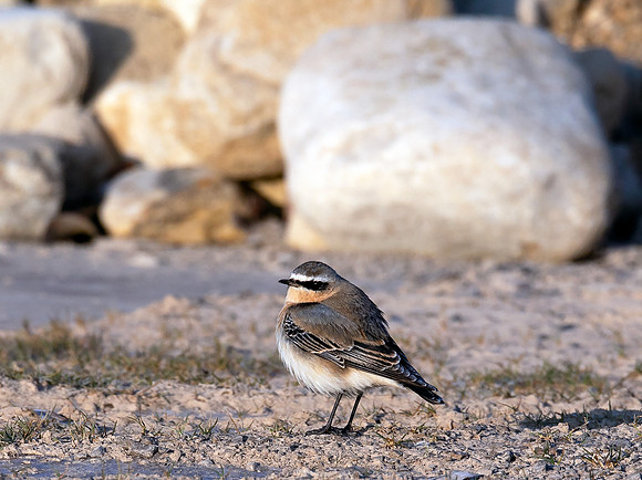 Northern Wheatear, Oenanthe oenanthe, Wyandot County, Ohio, January 13, 2021 (6)