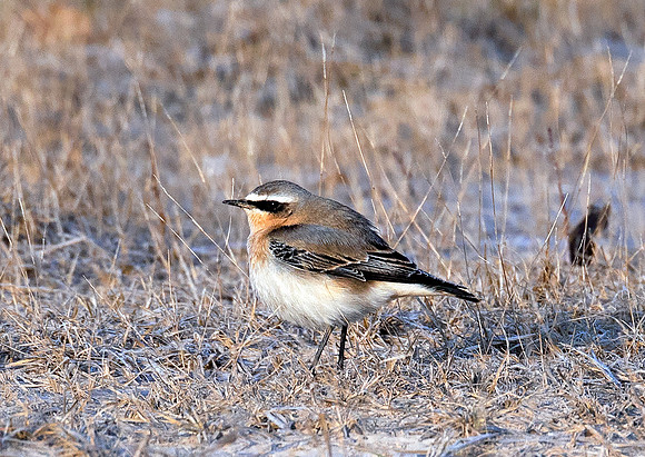 Northern Wheatear, Oenanthe oenanthe, Wyandot County, Ohio, January 13, 2021 (8)