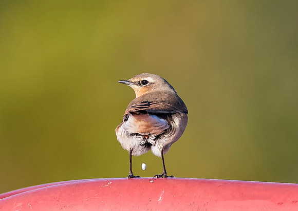 Northern Wheatear, Oenanthe oenanthe (3)