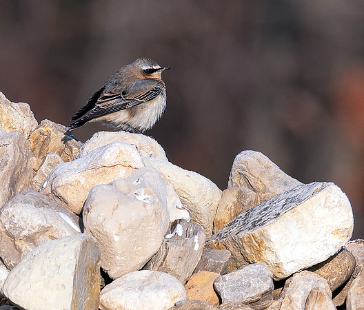 Northern Wheatear, Oenanthe oenanthe, Wyandot County, Ohio, January 13, 2021 (15)