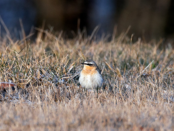 Northern Wheatear, Oenanthe oenanthe, Wyandot County, Ohio, January 13, 2021 (9)