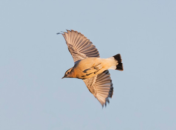 Northern Wheatear, Oenanthe oenanthe