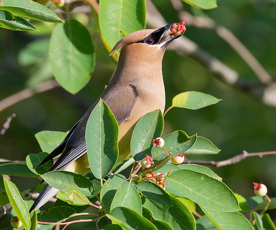 Cedar Waxwing, Bombycilla cedrorum, Franklin County, Ohio, June 1, 2020 (3)