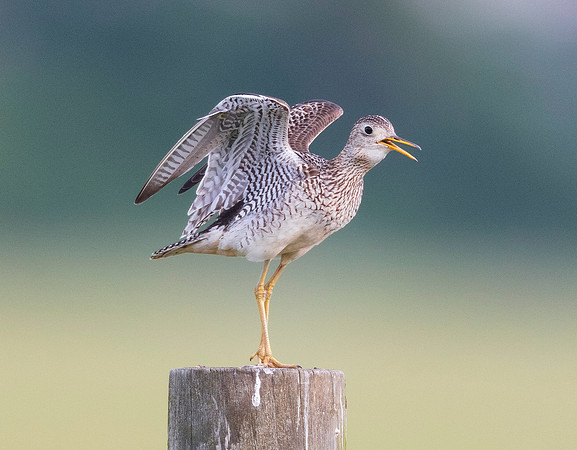 Upland Sandpiper, Bartramia longicauda (2)